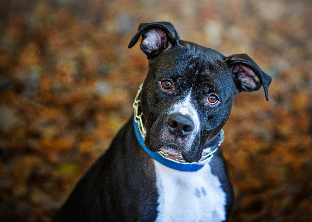 Elliot, an adoptable Pit Bull Terrier in Union Dale, PA, 18470 | Photo Image 1