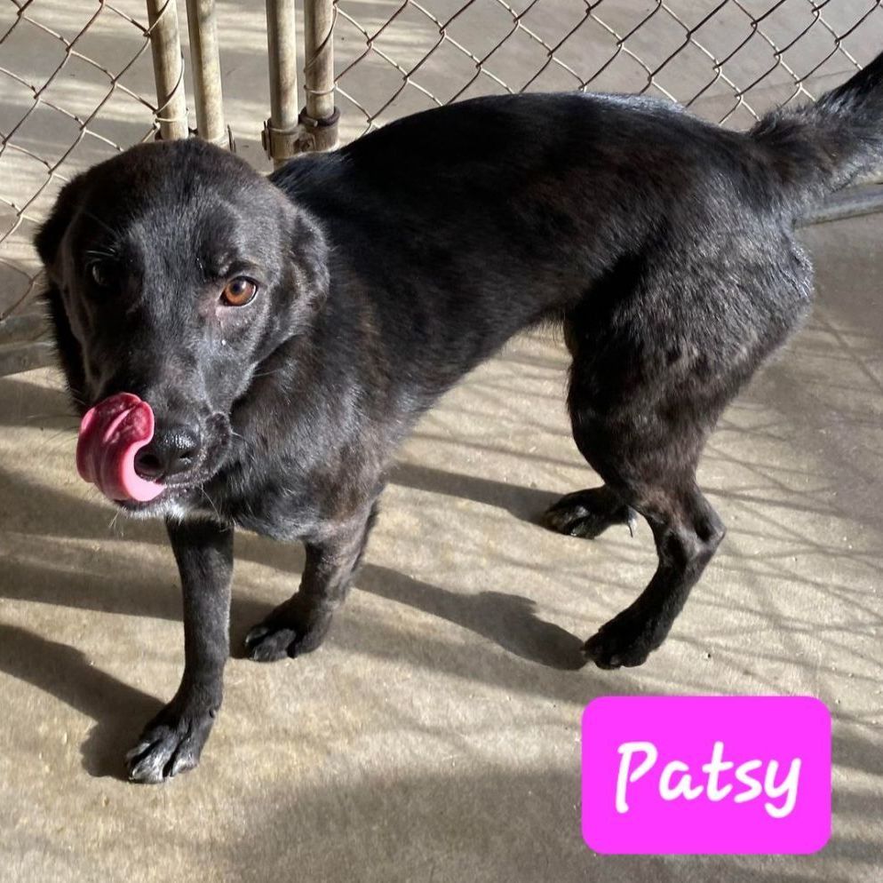 PATSY, an adoptable Terrier, Black Labrador Retriever in Wheelersburg, OH, 45694 | Photo Image 1