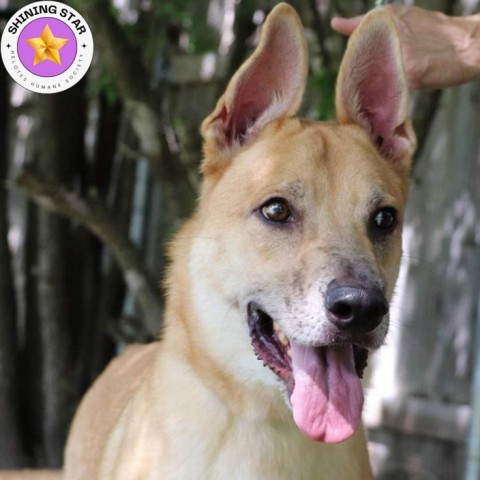 Apollo, an adoptable Retriever, Mixed Breed in San Antonio, TX, 78253 | Photo Image 1