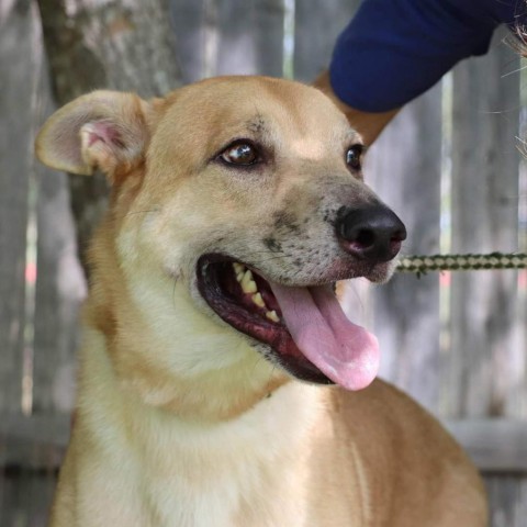 Apollo, an adoptable Retriever, Mixed Breed in San Antonio, TX, 78253 | Photo Image 2