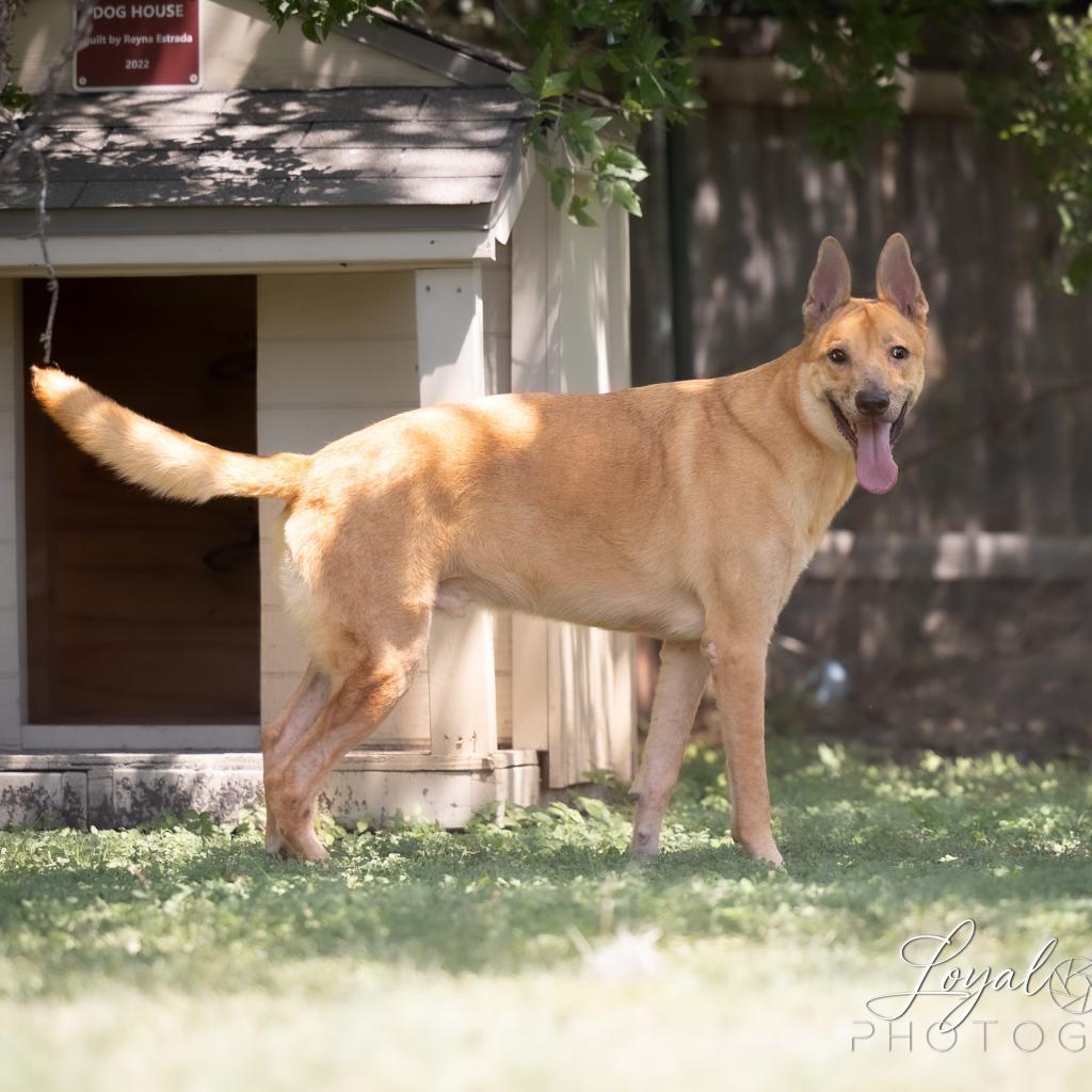 Apollo, an adoptable Retriever, Mixed Breed in San Antonio, TX, 78253 | Photo Image 2