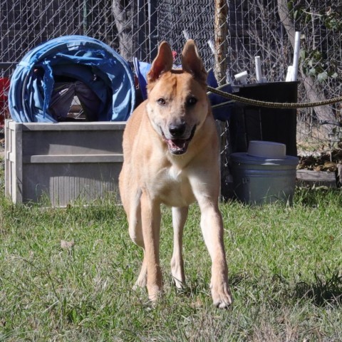 Apollo, an adoptable Retriever, Mixed Breed in San Antonio, TX, 78253 | Photo Image 3