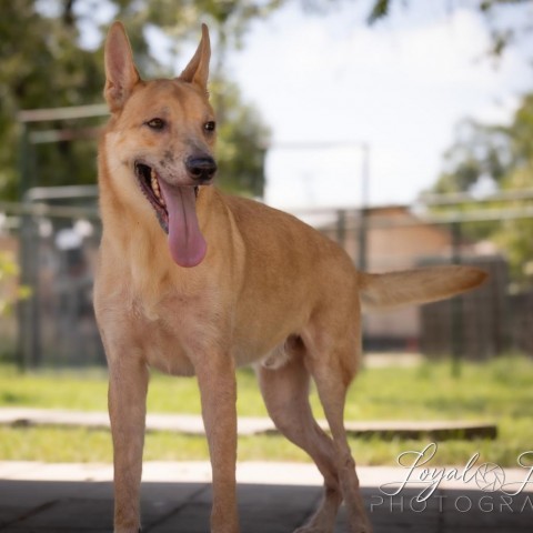 Apollo, an adoptable Retriever, Mixed Breed in San Antonio, TX, 78253 | Photo Image 3