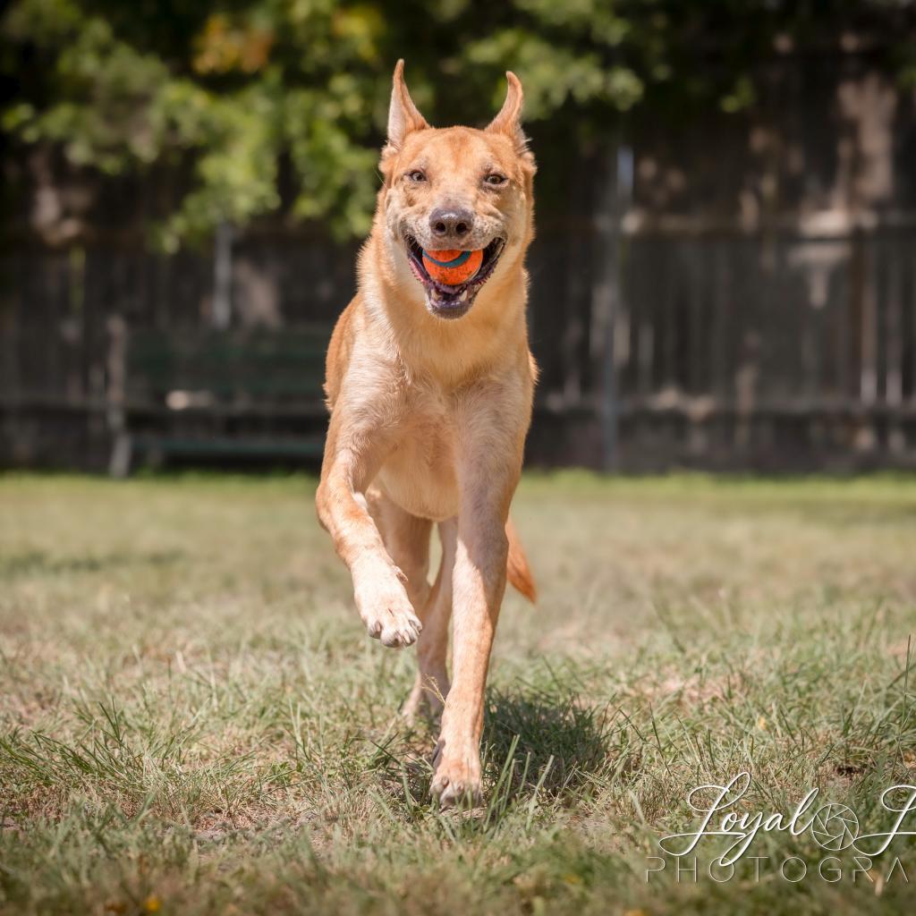 Apollo, an adoptable Retriever, Mixed Breed in San Antonio, TX, 78253 | Photo Image 3