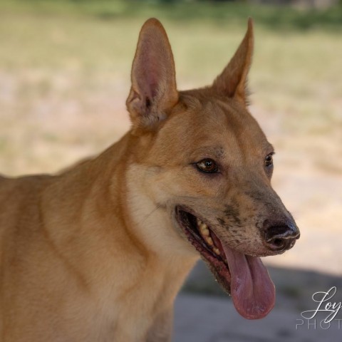 Apollo, an adoptable Retriever, Mixed Breed in San Antonio, TX, 78253 | Photo Image 4