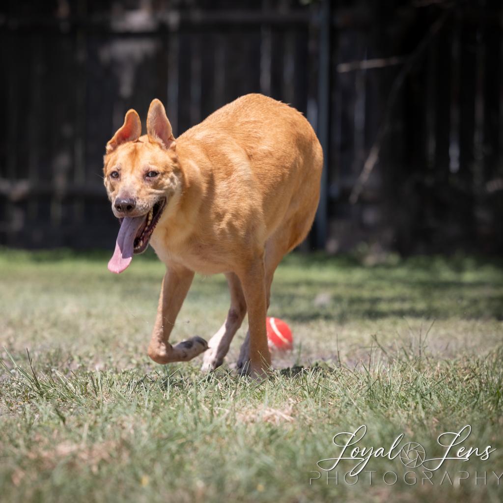 Apollo, an adoptable Retriever, Mixed Breed in San Antonio, TX, 78253 | Photo Image 4