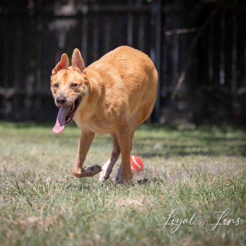 Apollo, an adoptable Retriever, Mixed Breed in San Antonio, TX, 78253 | Photo Image 5