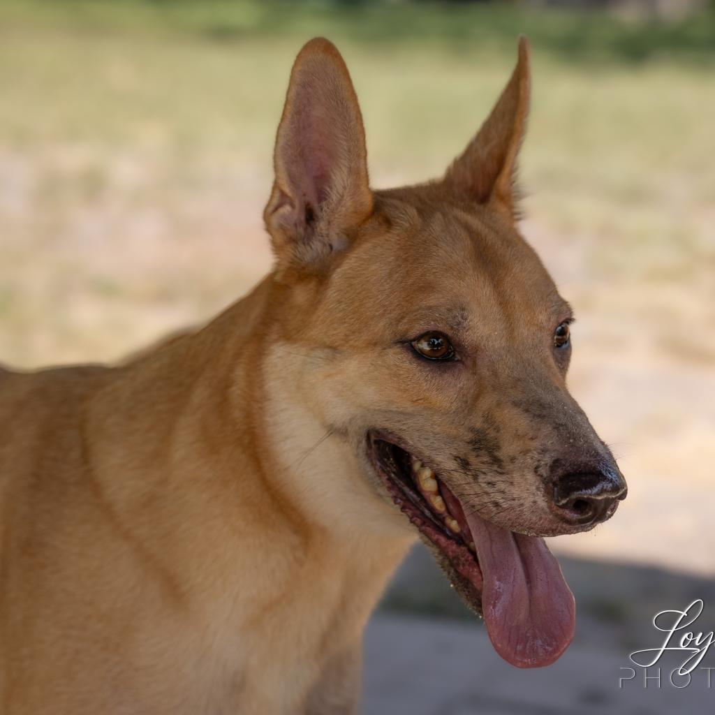 Apollo, an adoptable Retriever, Mixed Breed in San Antonio, TX, 78253 | Photo Image 5