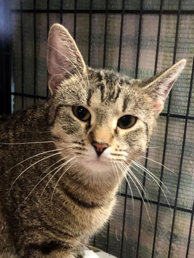 Madison, an adoptable Tabby in New Richmond, WI, 54017 | Photo Image 1