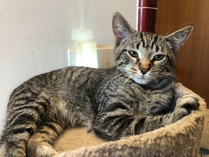 Leo, an adoptable Tabby Mix in Mission Viejo, CA_image-3