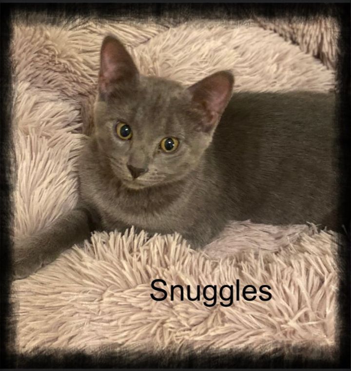 Snuggles, an adopted Russian Blue & Domestic Short Hair Mix in Manhattan, KS_image-1
