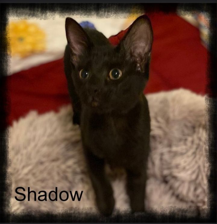 Shadow 1