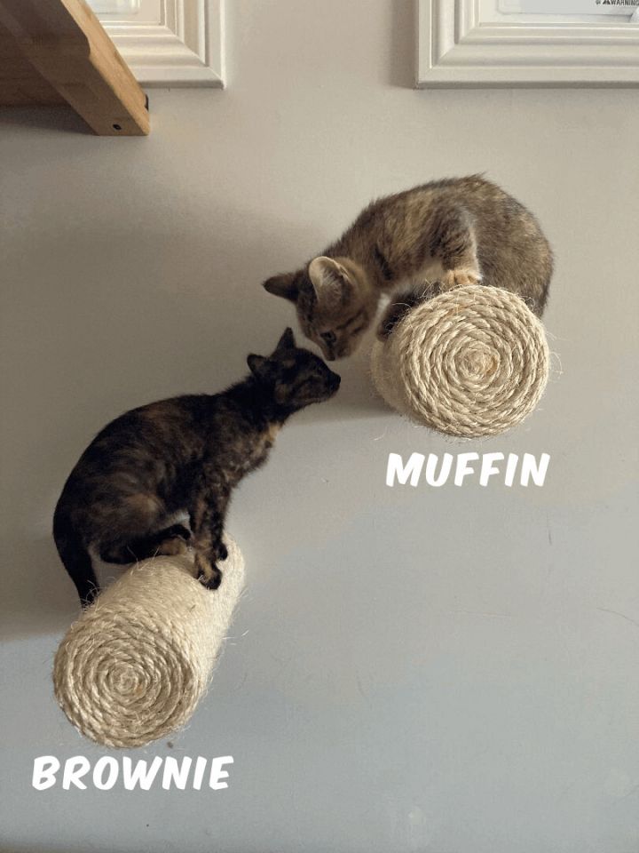 Muffin 3