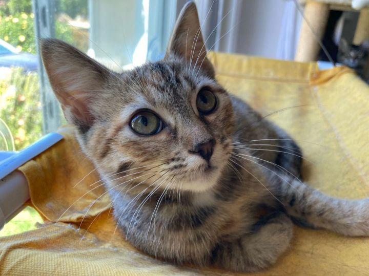 Muffin, an adoptable Tabby & Domestic Short Hair Mix in Torrance, CA_image-5