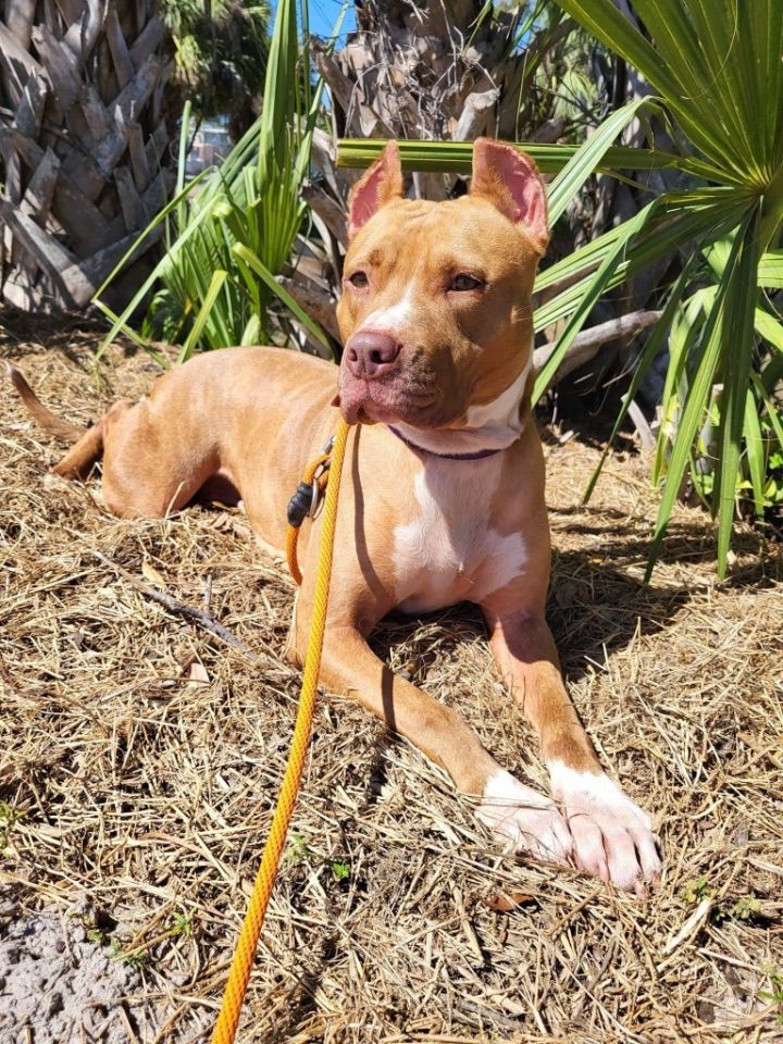 Mama Canela, an adoptable Terrier Mix in Fort Myers, FL_image-1