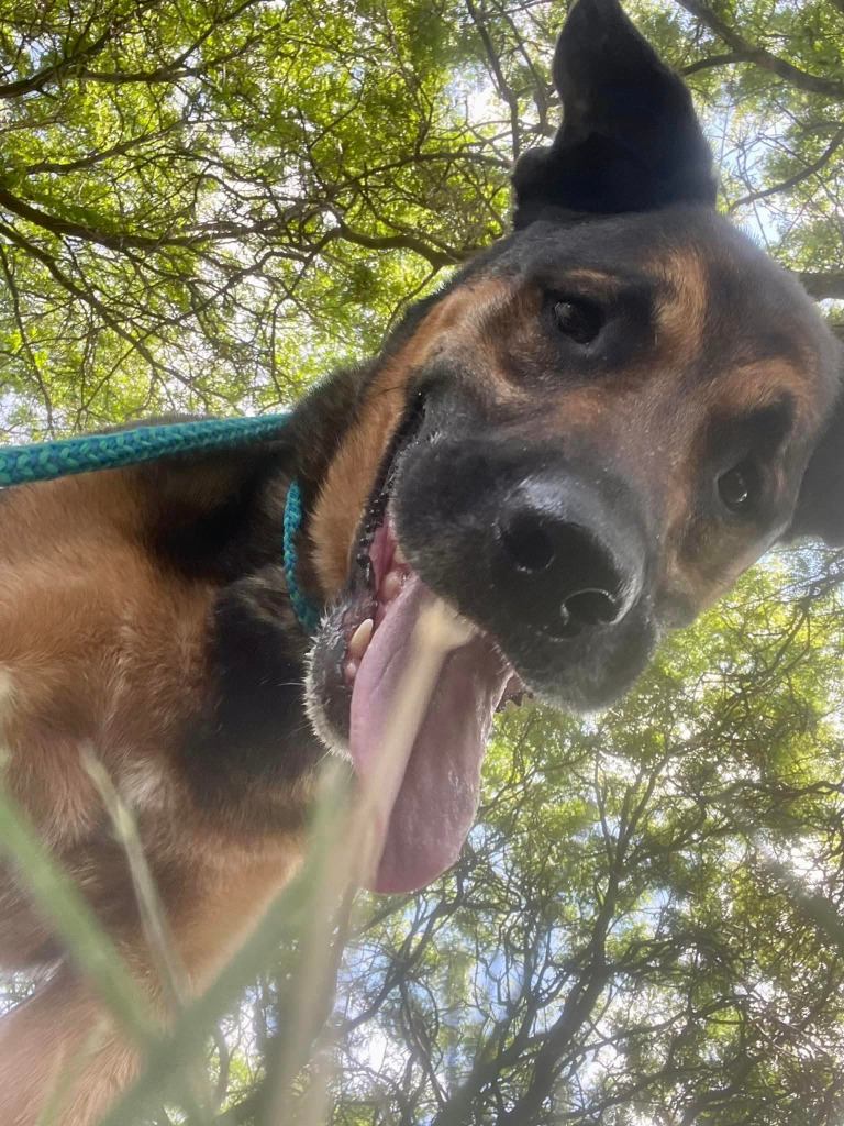 Dexter, an adoptable German Shepherd Dog in Warren, MI, 48089 | Photo Image 1