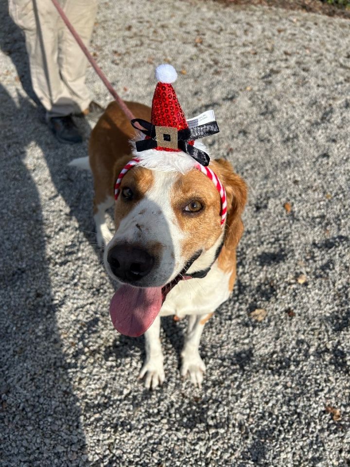Cletus, an adoptable Treeing Walker Coonhound in Newport, NC_image-4