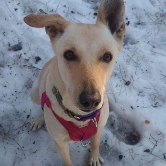 Dakotah (aka FROST), an adoptable Yellow Labrador Retriever & Husky Mix in Etobicoke, ON_image-2