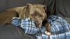Brock  photo 1