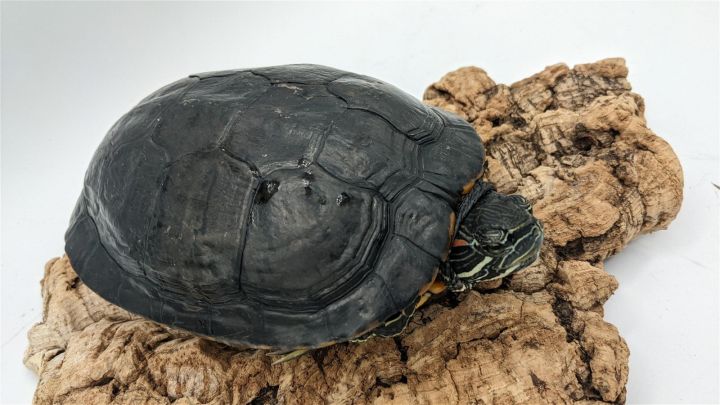 Frankie, an adoptable Turtle in Pefferlaw, ON_image-2