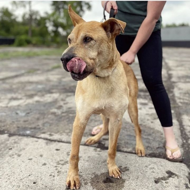 Drake, an adoptable German Shepherd Dog & Pit Bull Terrier Mix in Detroit, MI_image-2