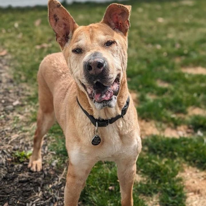 Drake, an adoptable German Shepherd Dog & Pit Bull Terrier Mix in Detroit, MI_image-3