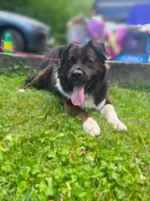 Akita store newfoundland mix