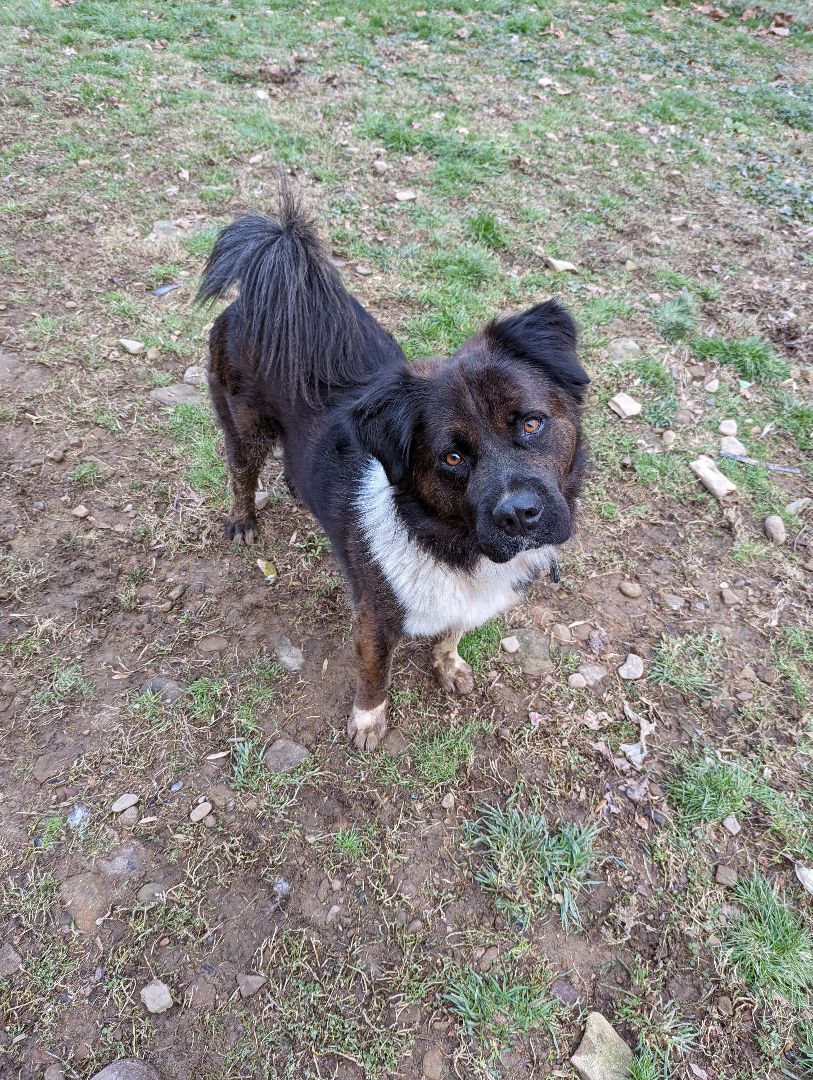 Bailey, an adoptable Akita in Pinsonfork, KY, 41555 | Photo Image 4