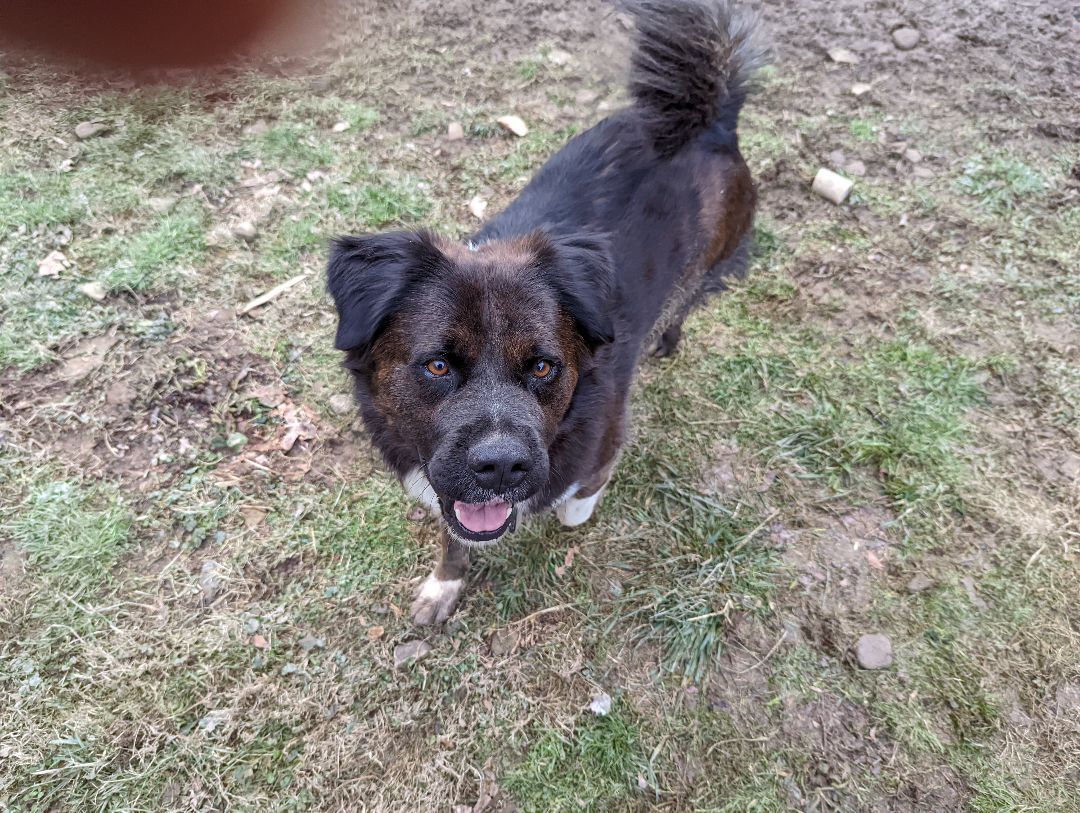 Bailey, an adoptable Akita in Pinsonfork, KY, 41555 | Photo Image 5