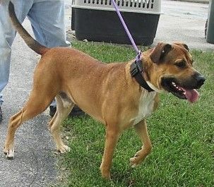 Dodger, an adoptable Shepherd & Boxer Mix in Frederick, MD_image-2