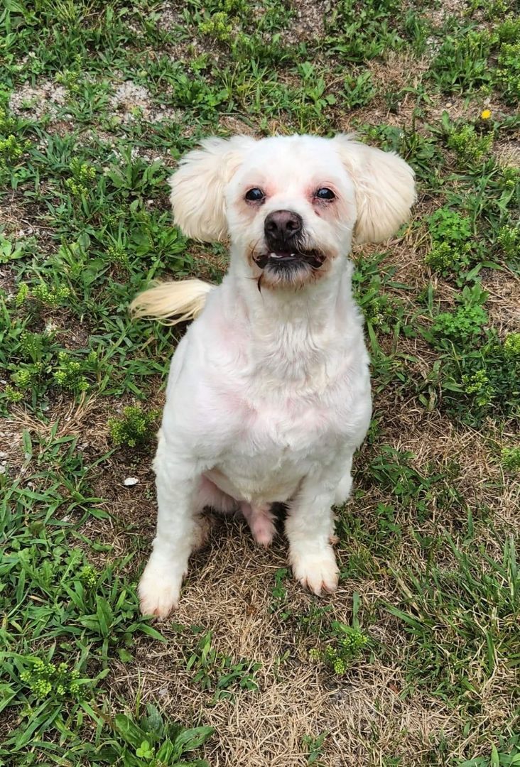 Izzy, an adoptable Poodle, Shih poo in Jerseyville, IL, 62052 | Photo Image 2