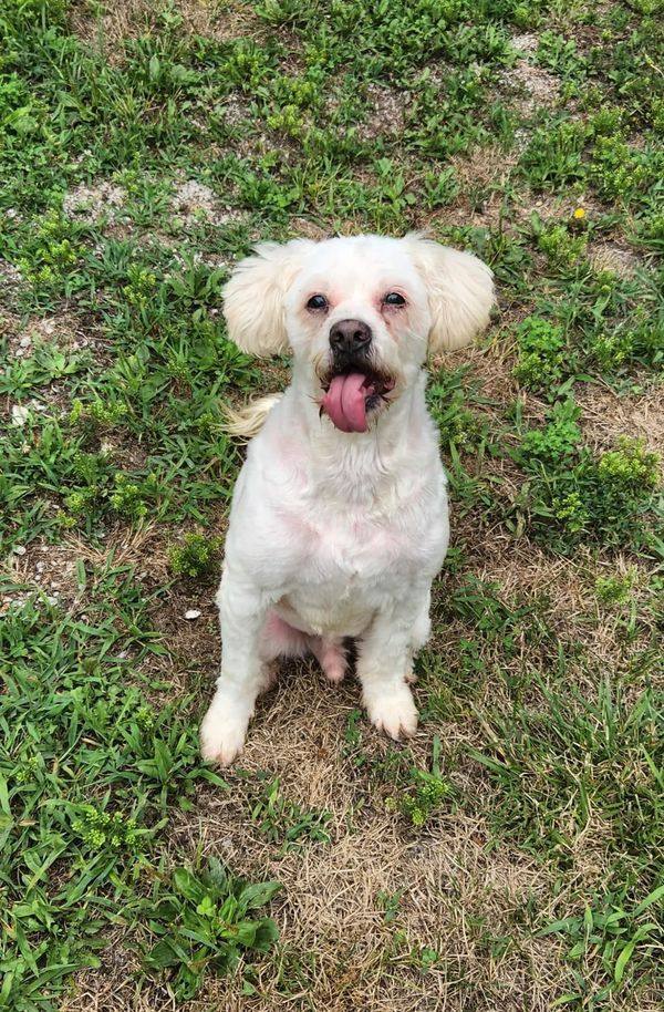 Izzy, an adoptable Poodle, Shih poo in Jerseyville, IL, 62052 | Photo Image 5
