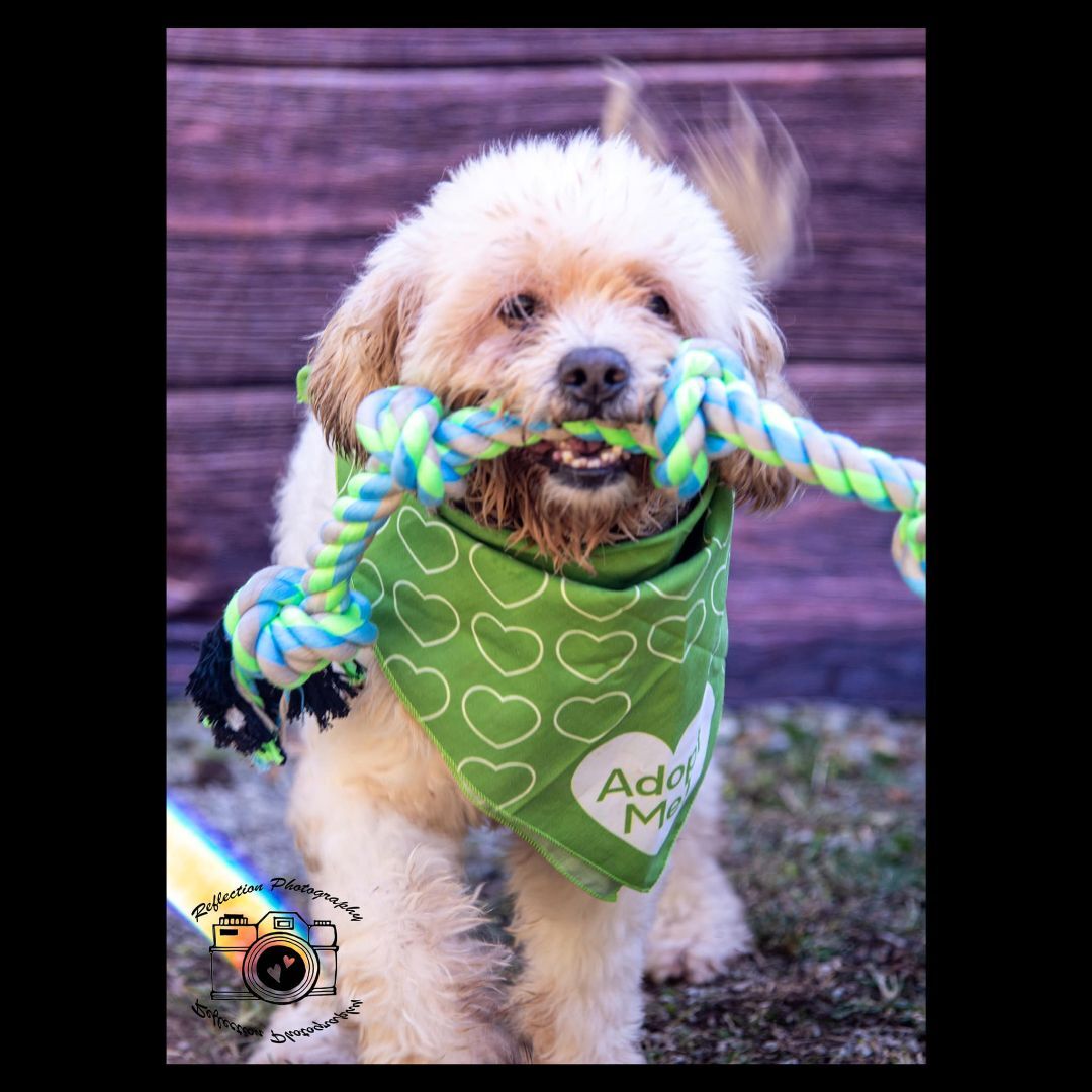 Izzy, an adoptable Poodle, Shih poo in Jerseyville, IL, 62052 | Photo Image 6