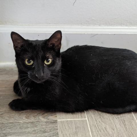 Nitro, an adoptable Domestic Short Hair in Mount Juliet, TN, 37122 | Photo Image 2