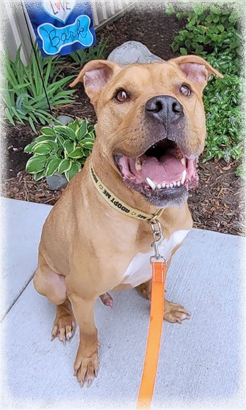 Bruno, an adoptable Boxer, Mastiff in Howell, MI, 48843 | Photo Image 1