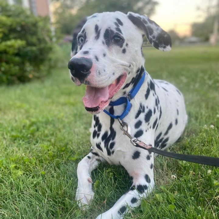 Harley, an adoptable Dalmatian in Hagerstown, MD_image-2