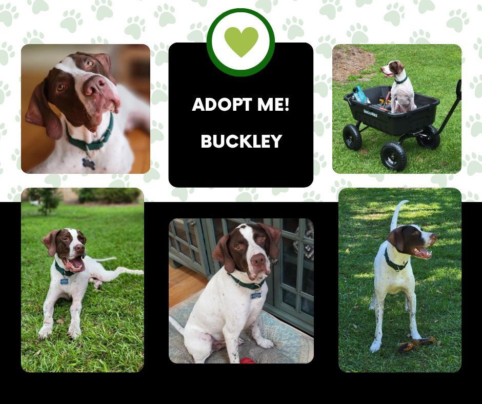 Buckley (NC), an adoptable English Pointer in Bridgeton, NJ, 08332 | Photo Image 1