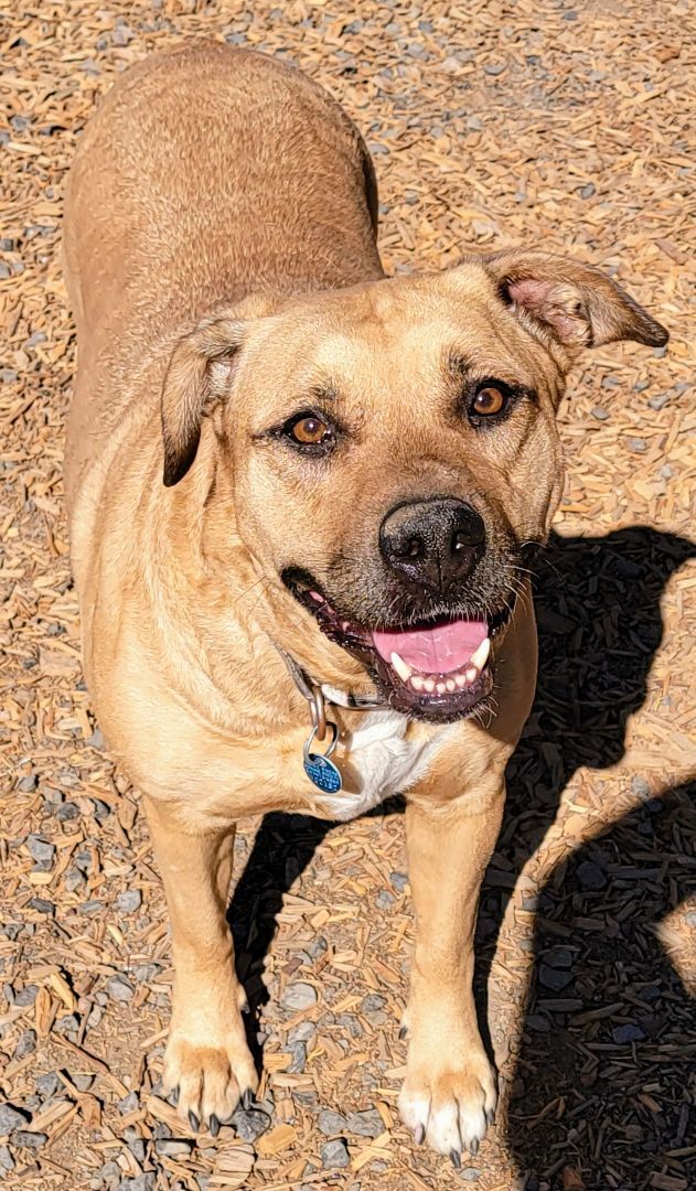 Sadie, an adopted Mastiff Mix in Madras, OR_image-1