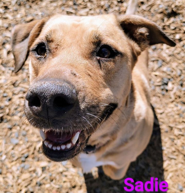 Sadie, an adoptable Mastiff Mix in Madras, OR_image-2
