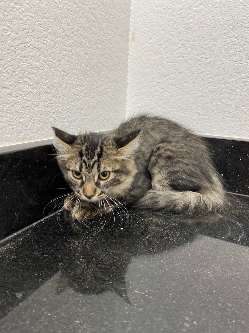 Rutabaga, an adoptable Tabby, Domestic Medium Hair in Las Vegas, NV, 89101 | Photo Image 2