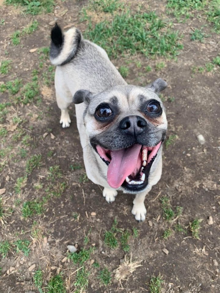 pug as chucky