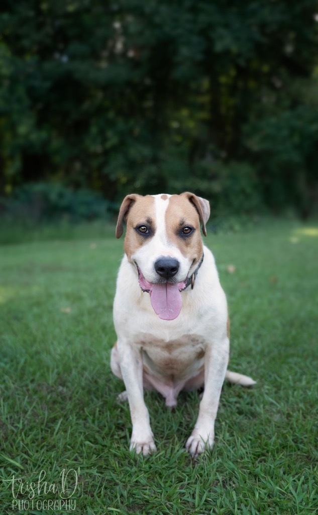 Loki, an adoptable Terrier, Mixed Breed in Saint Francisville, LA, 70775 | Photo Image 1