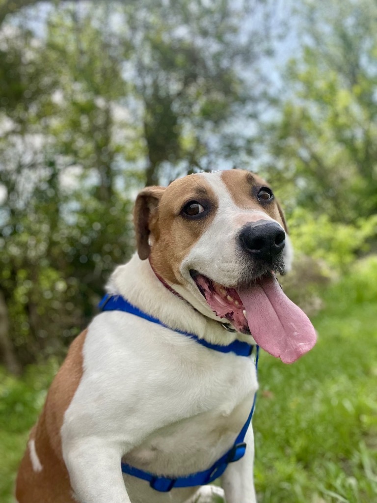 Loki, an adoptable Terrier, Mixed Breed in Saint Francisville, LA, 70775 | Photo Image 1