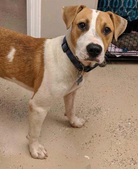 Loki, an adoptable Terrier, Mixed Breed in Saint Francisville, LA, 70775 | Photo Image 2