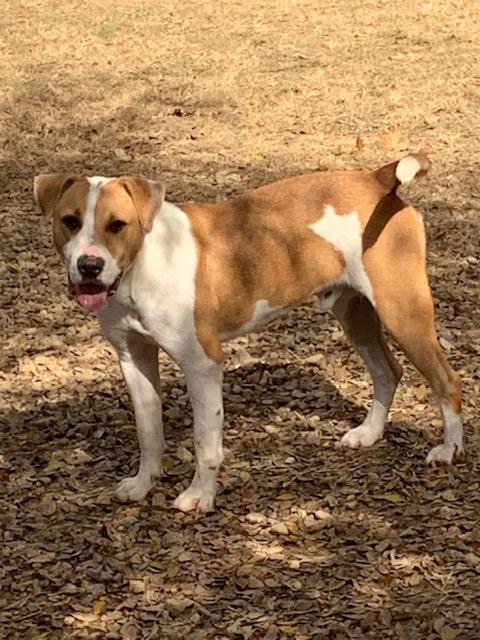 Loki, an adoptable Terrier, Mixed Breed in Saint Francisville, LA, 70775 | Photo Image 3