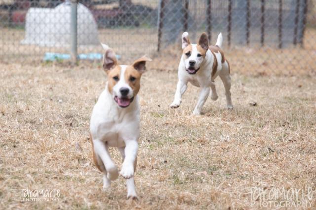 Loki, an adoptable Terrier, Mixed Breed in Saint Francisville, LA, 70775 | Photo Image 4