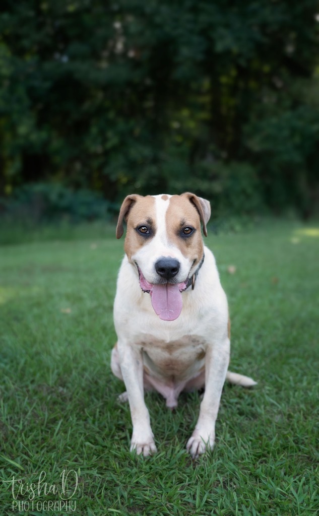 Loki, an adoptable Terrier, Mixed Breed in Saint Francisville, LA, 70775 | Photo Image 5