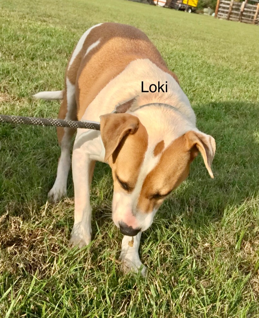 Loki, an adoptable Terrier, Mixed Breed in Saint Francisville, LA, 70775 | Photo Image 6