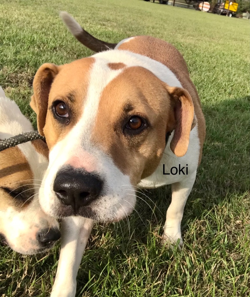 Loki, an adoptable Terrier, Mixed Breed in Saint Francisville, LA, 70775 | Photo Image 6