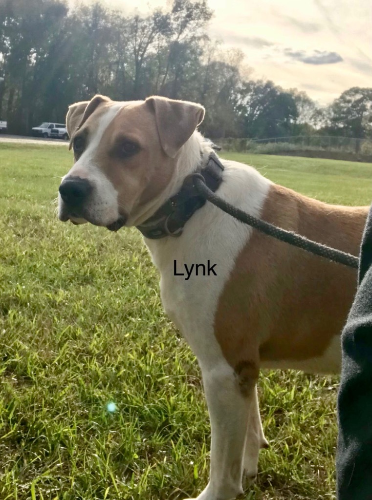 Lynk, an adoptable Mixed Breed in Saint Francisville, LA, 70775 | Photo Image 1